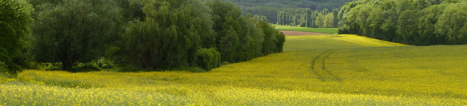 Panorama 8-Champ de fleurs jaunes-1500x341.jpg